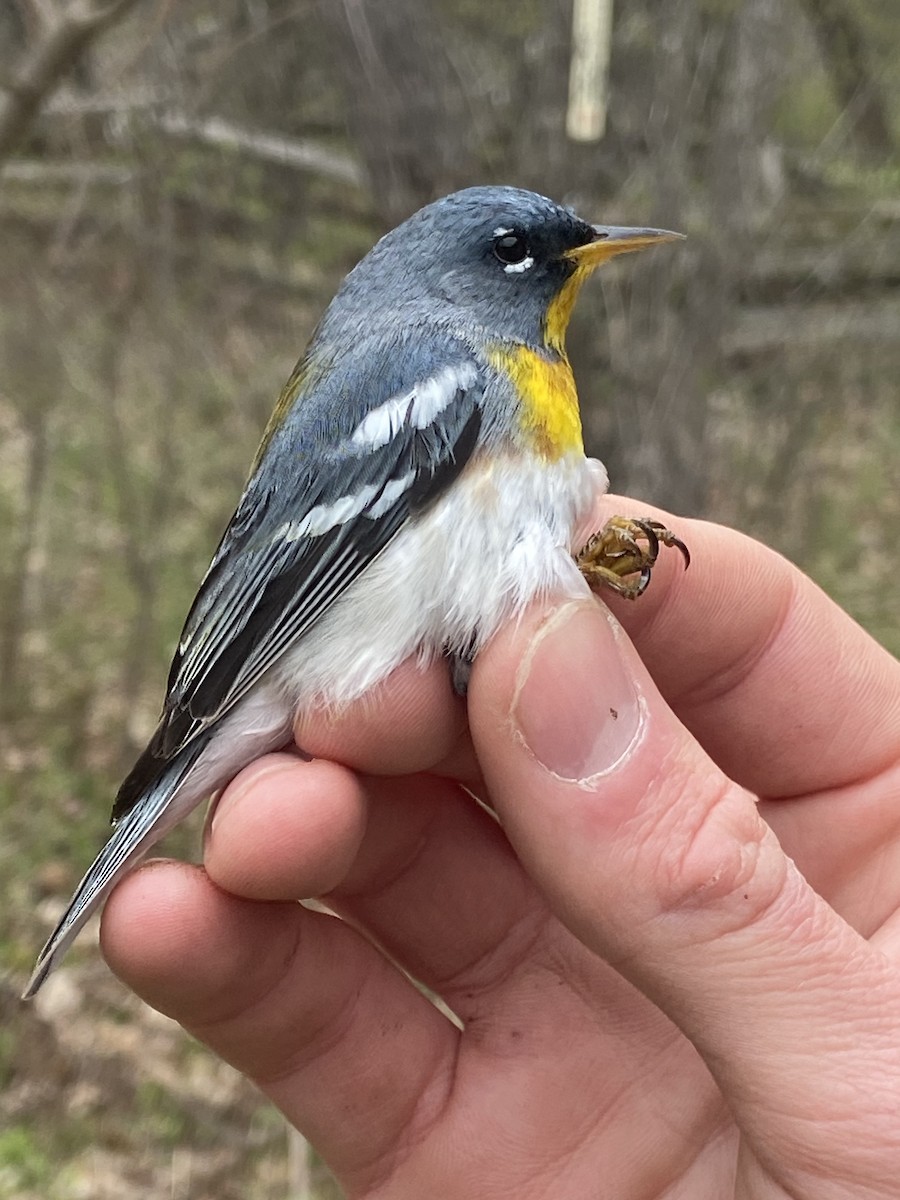 Northern Parula - ML638343491