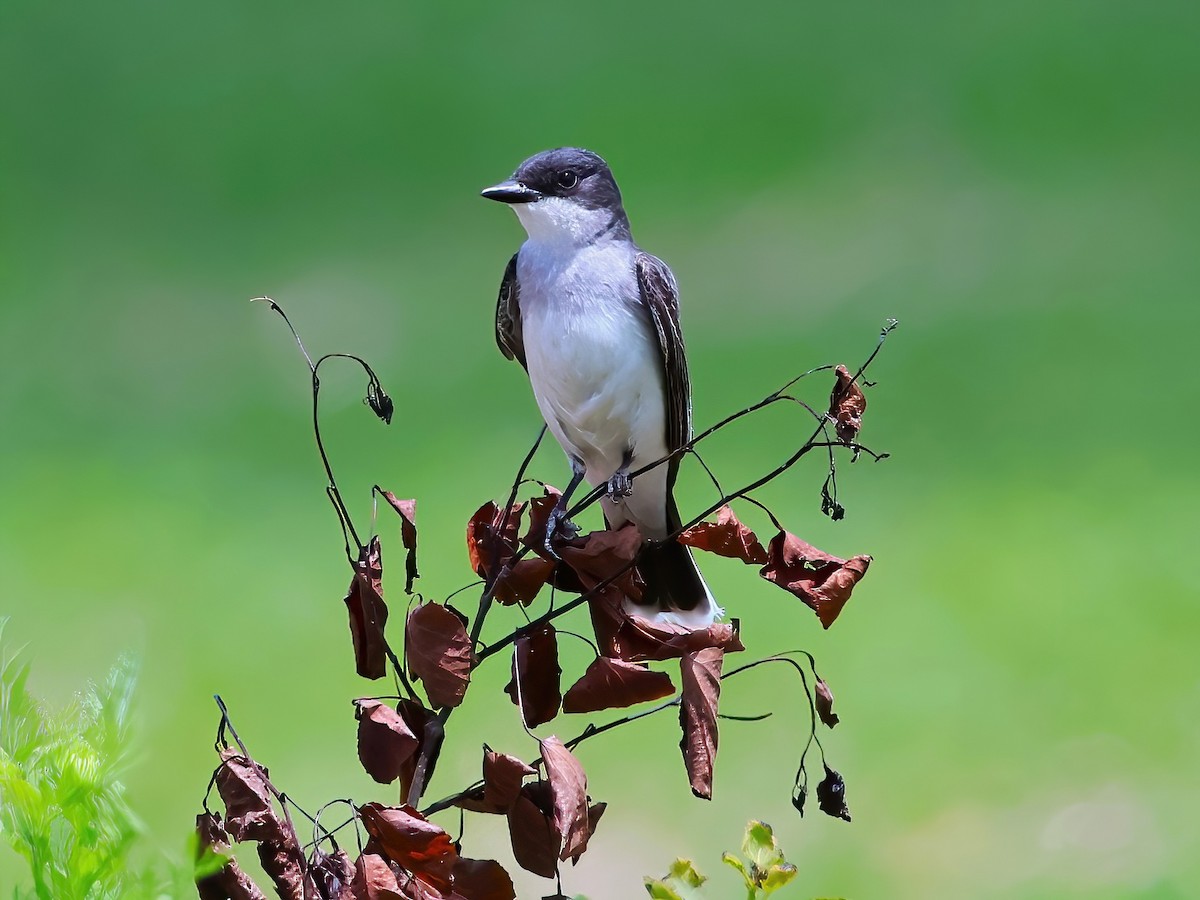 Eastern Kingbird - ML638343499