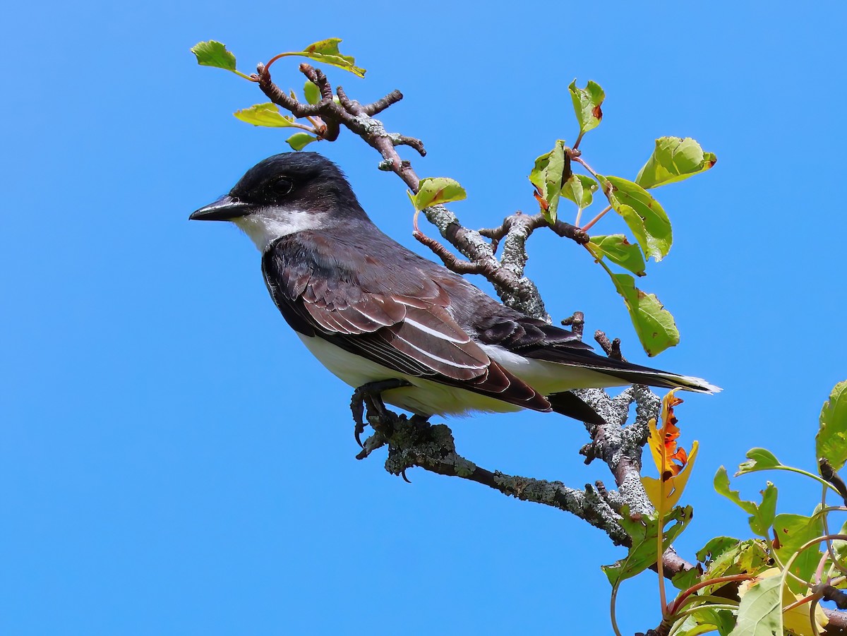 Eastern Kingbird - ML638343500