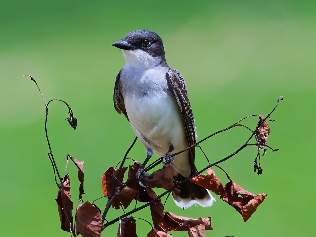 Eastern Kingbird - ML638343501