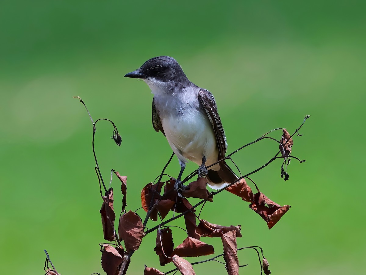 Eastern Kingbird - ML638343502
