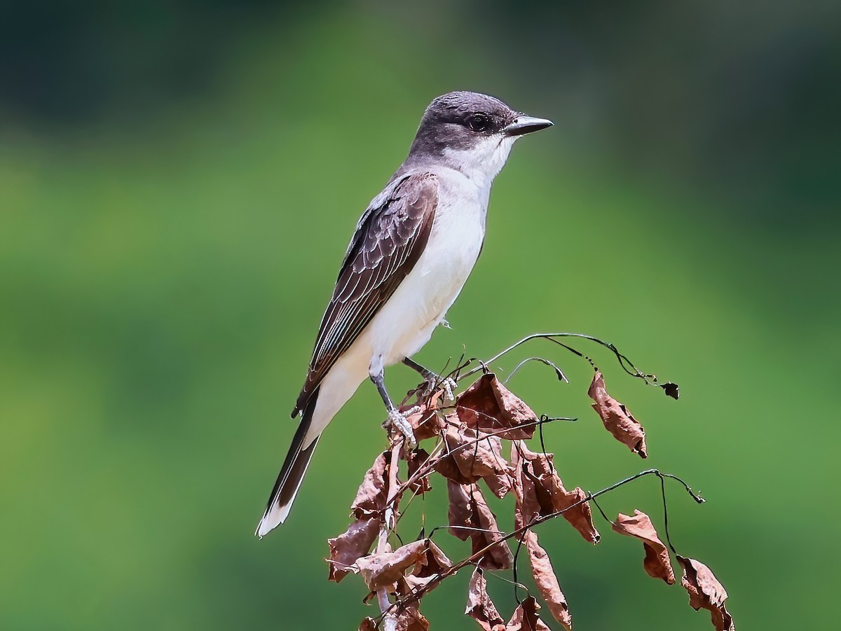 Eastern Kingbird - ML638343503