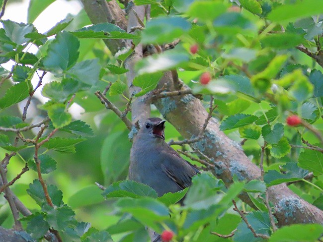 kattespottefugl - ML638343512