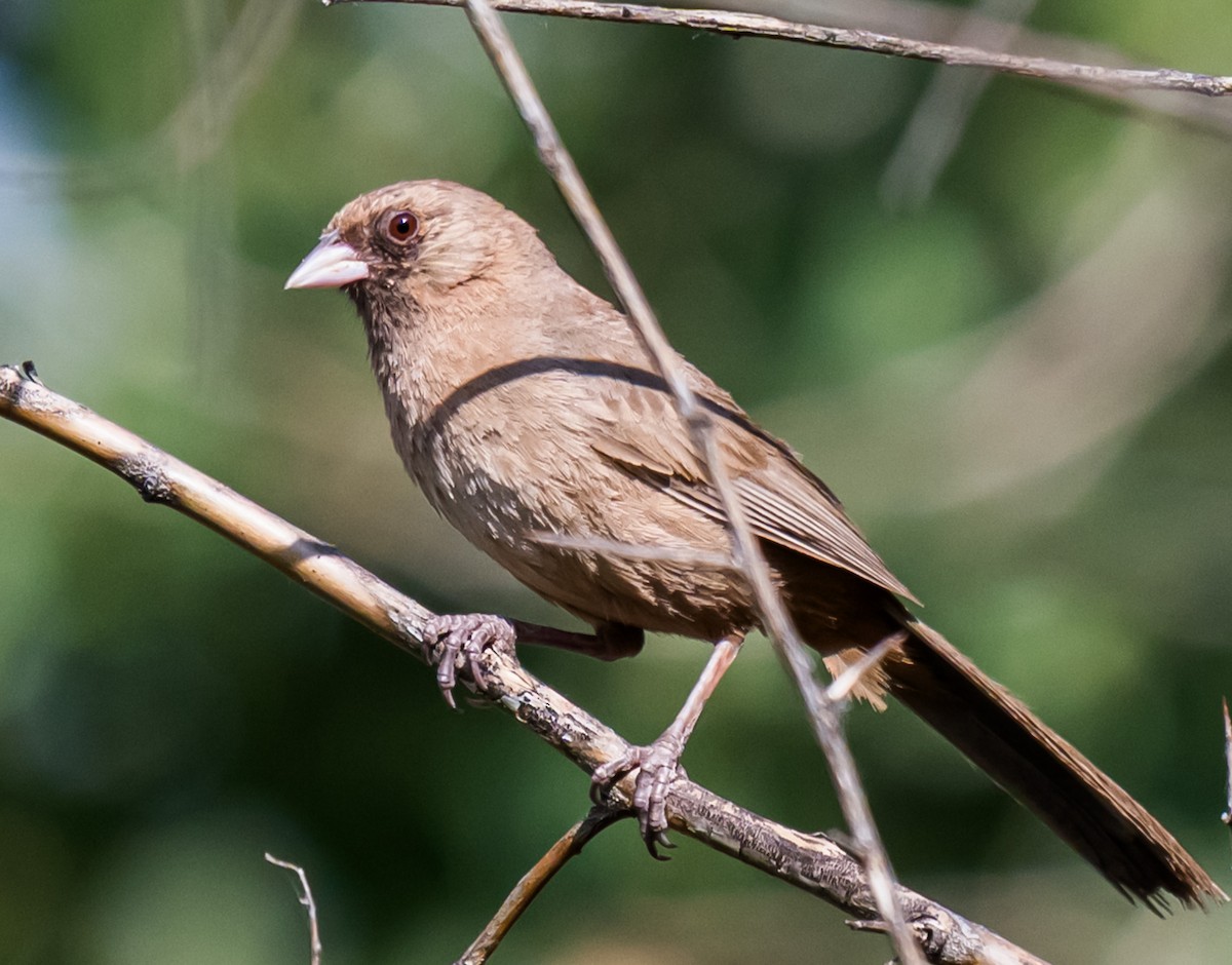 Abert's Towhee - ML638343516