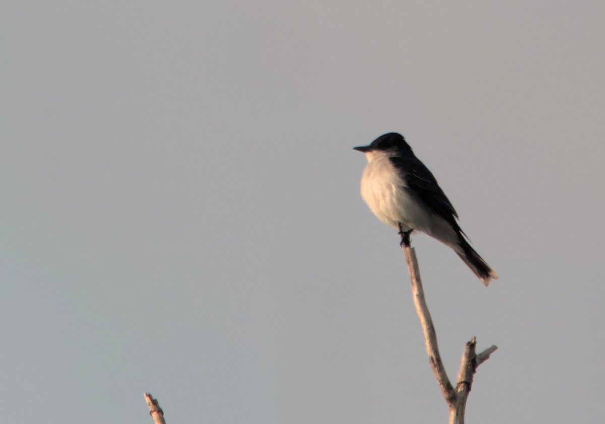 Eastern Kingbird - ML638343522