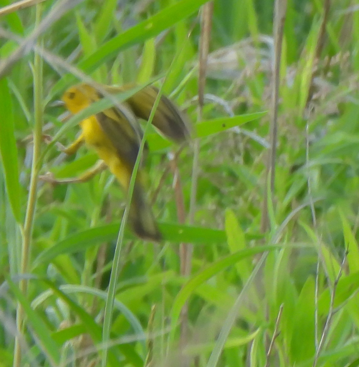 Yellow Warbler - ML638343530