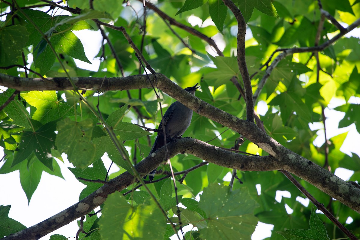 Gray Catbird - ML638343532