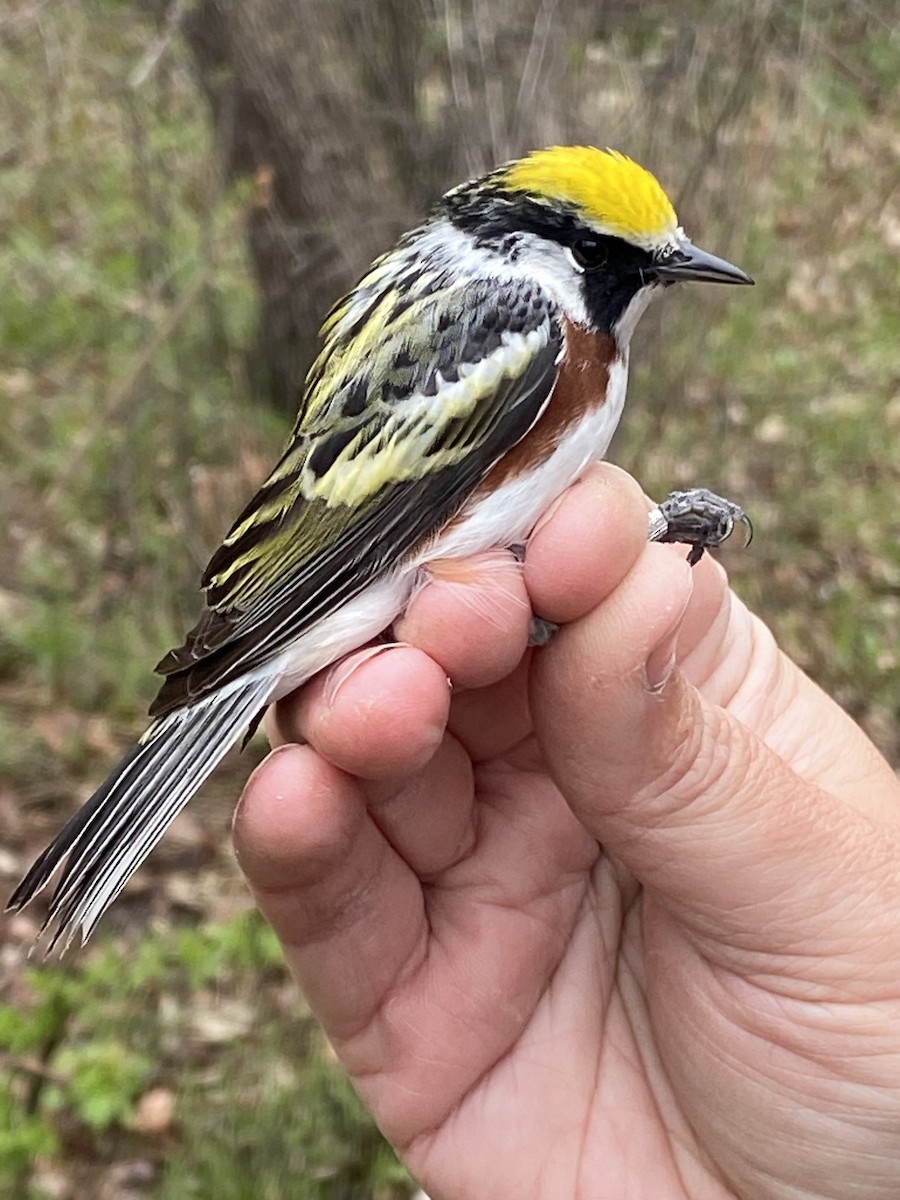 brunsideparula - ML638343538