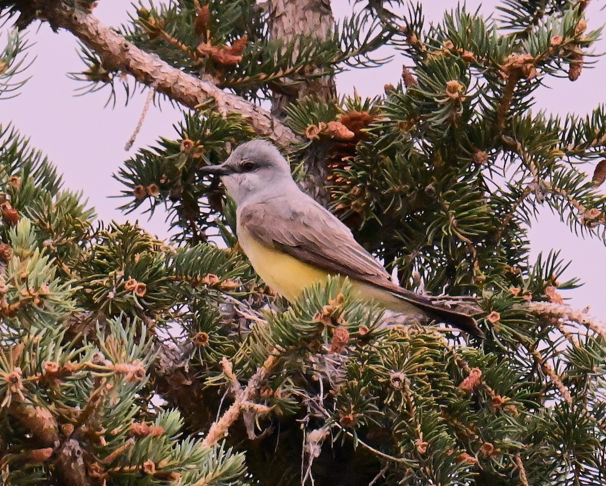 Тиран західний - ML638343575