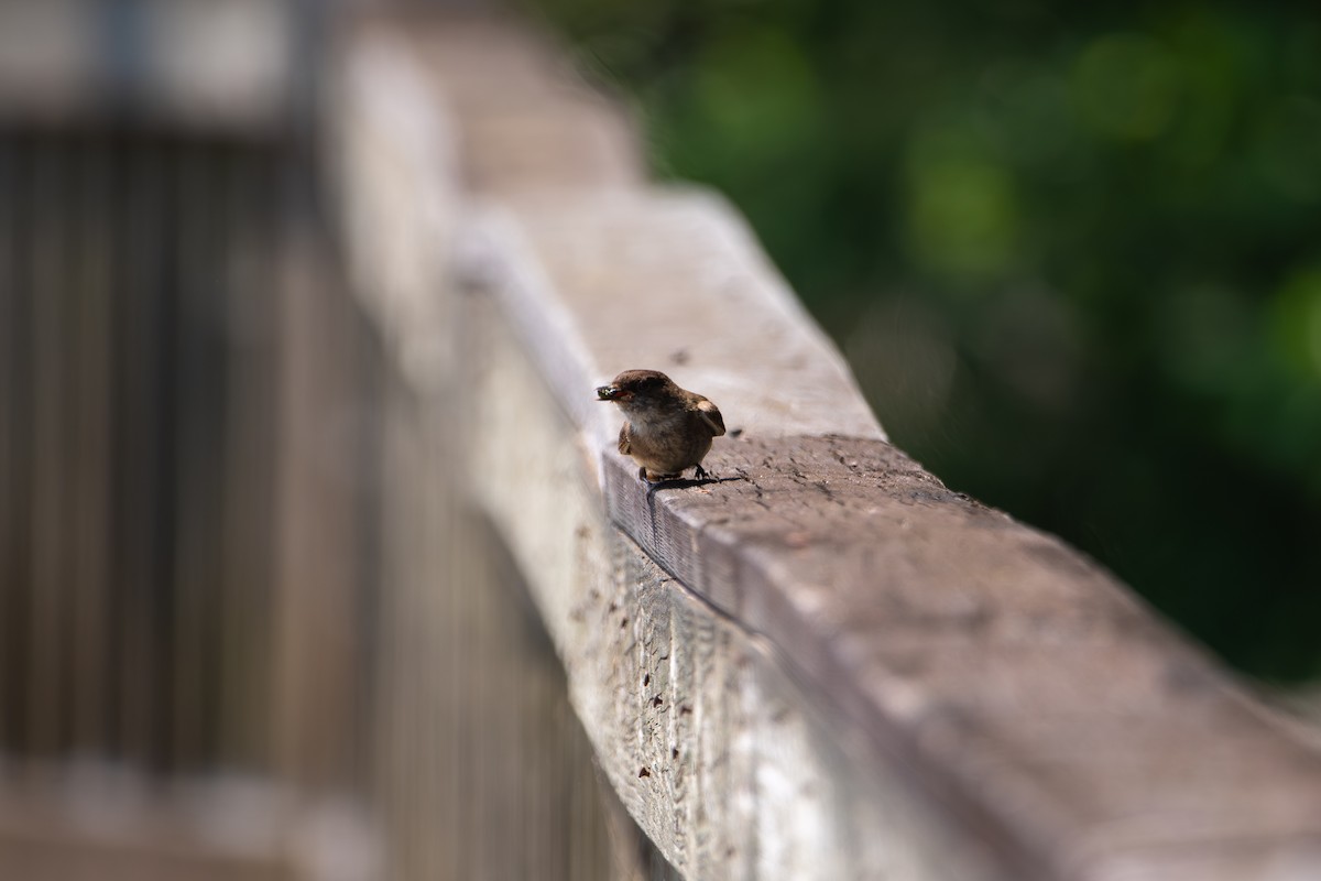 Northern Rough-winged Swallow - ML638343584