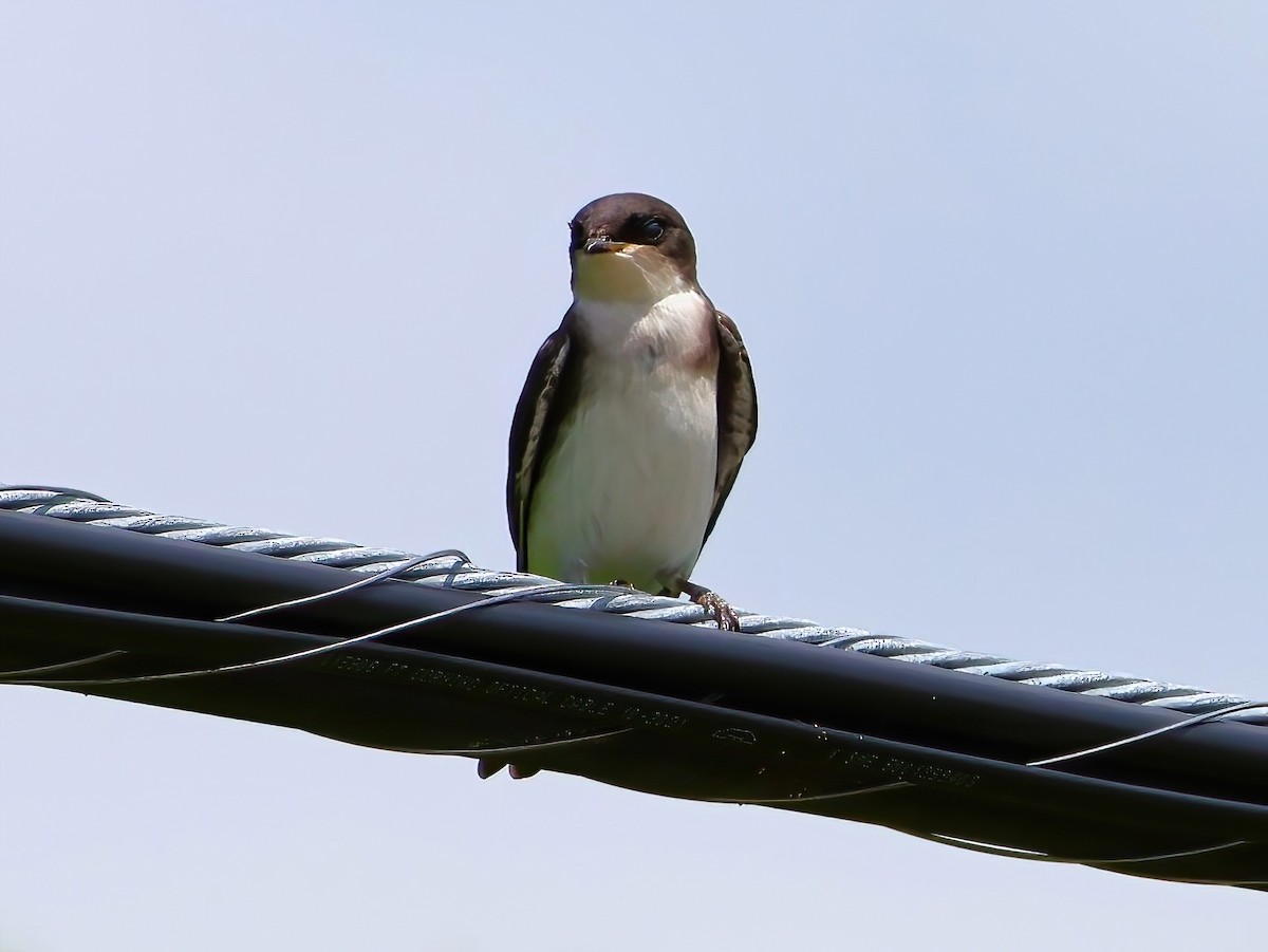 Tree Swallow - ML638343588