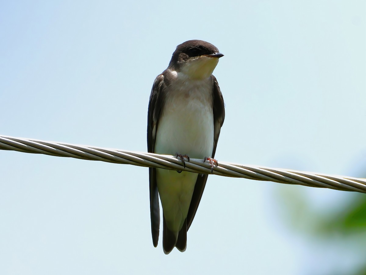 Tree Swallow - ML638343589