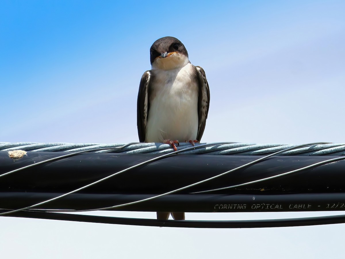 Tree Swallow - ML638343590