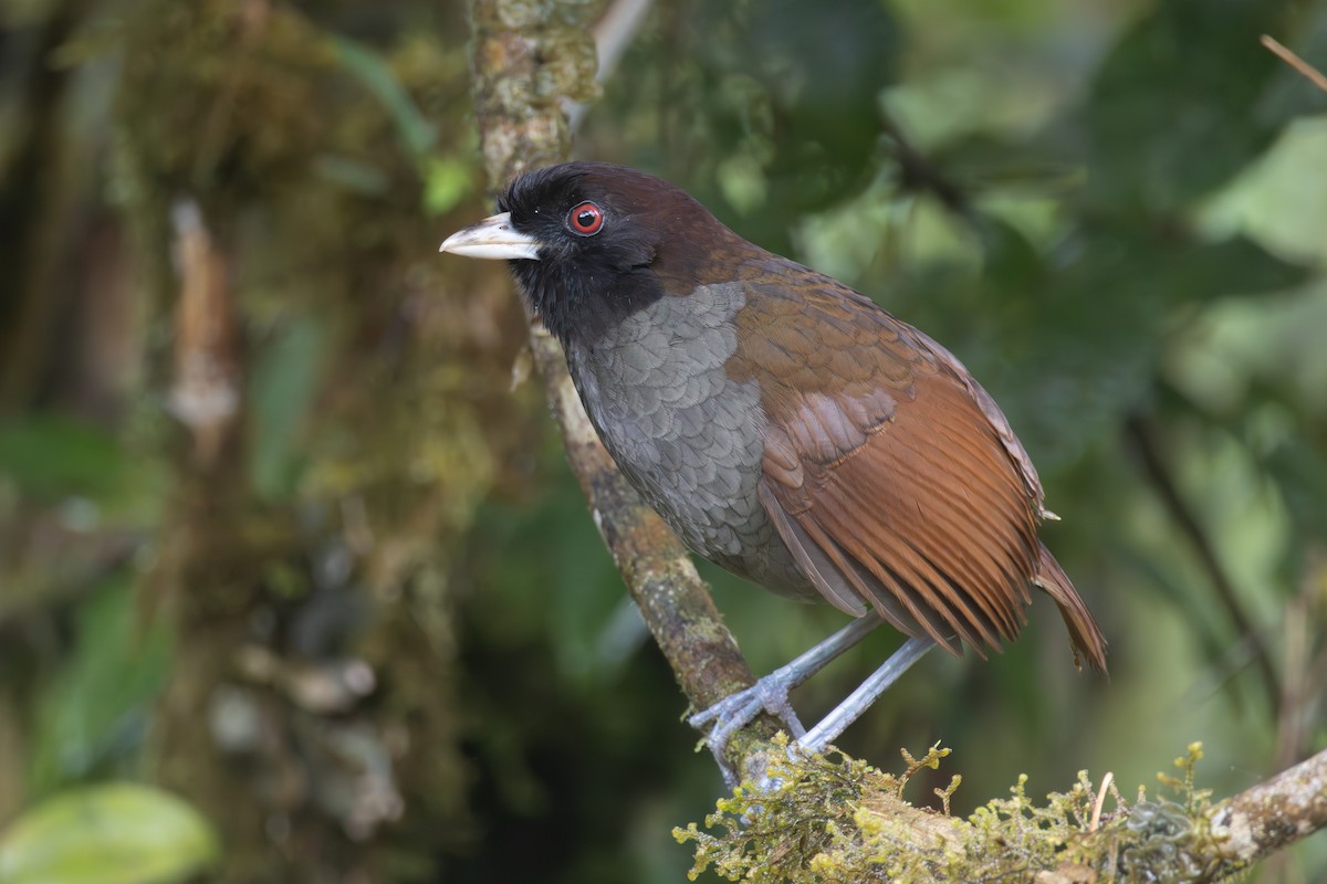 Pale-billed Antpitta - ML638343593