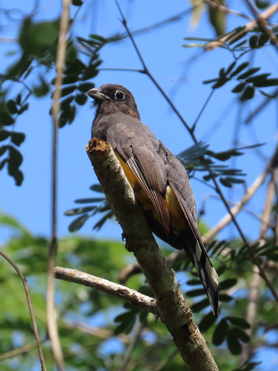 Black-headed Trogon - ML638343621