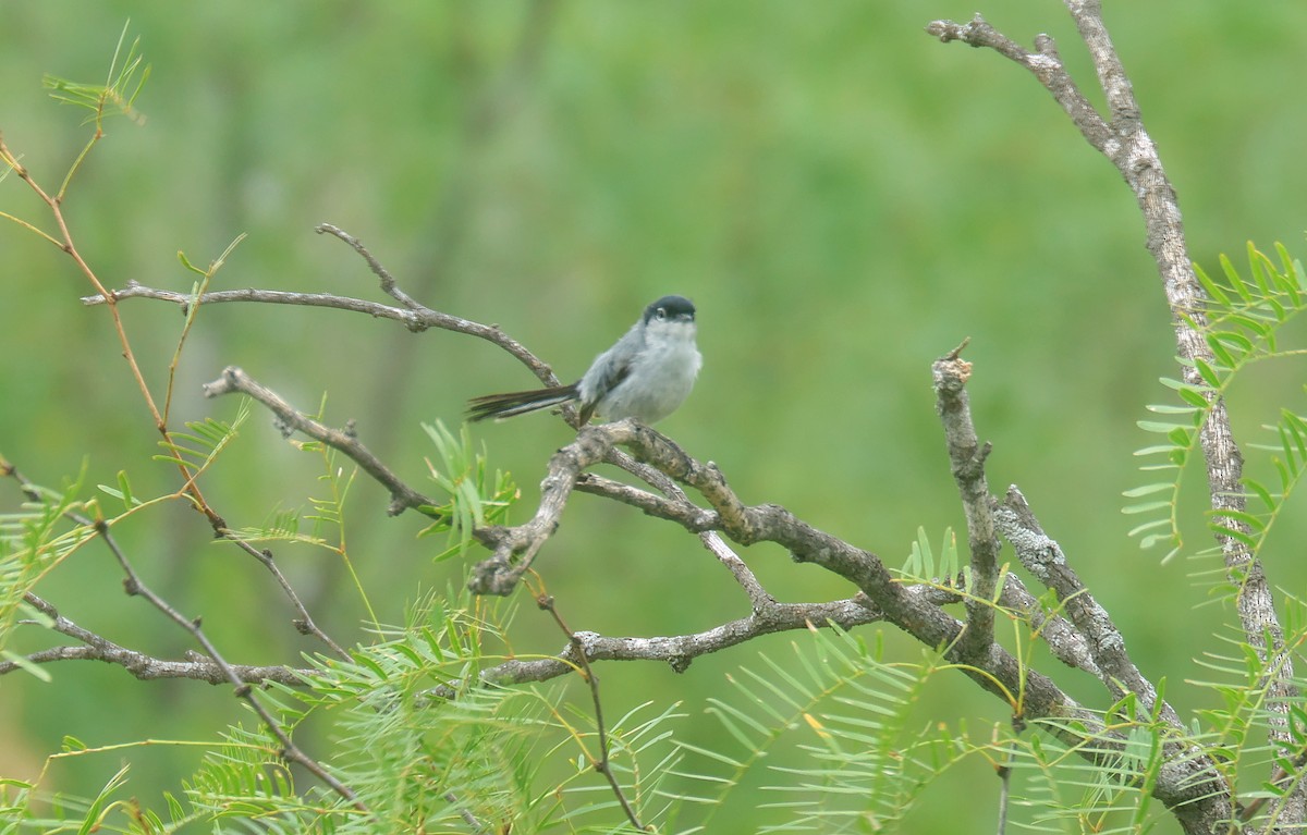 Black-tailed Gnatcatcher - ML638343629