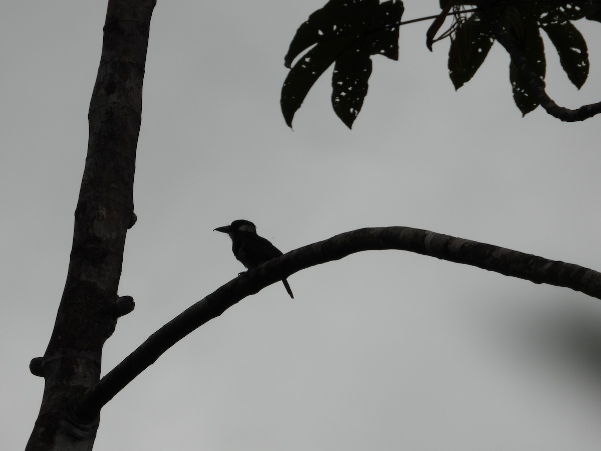 Black-breasted Puffbird - ML638343657