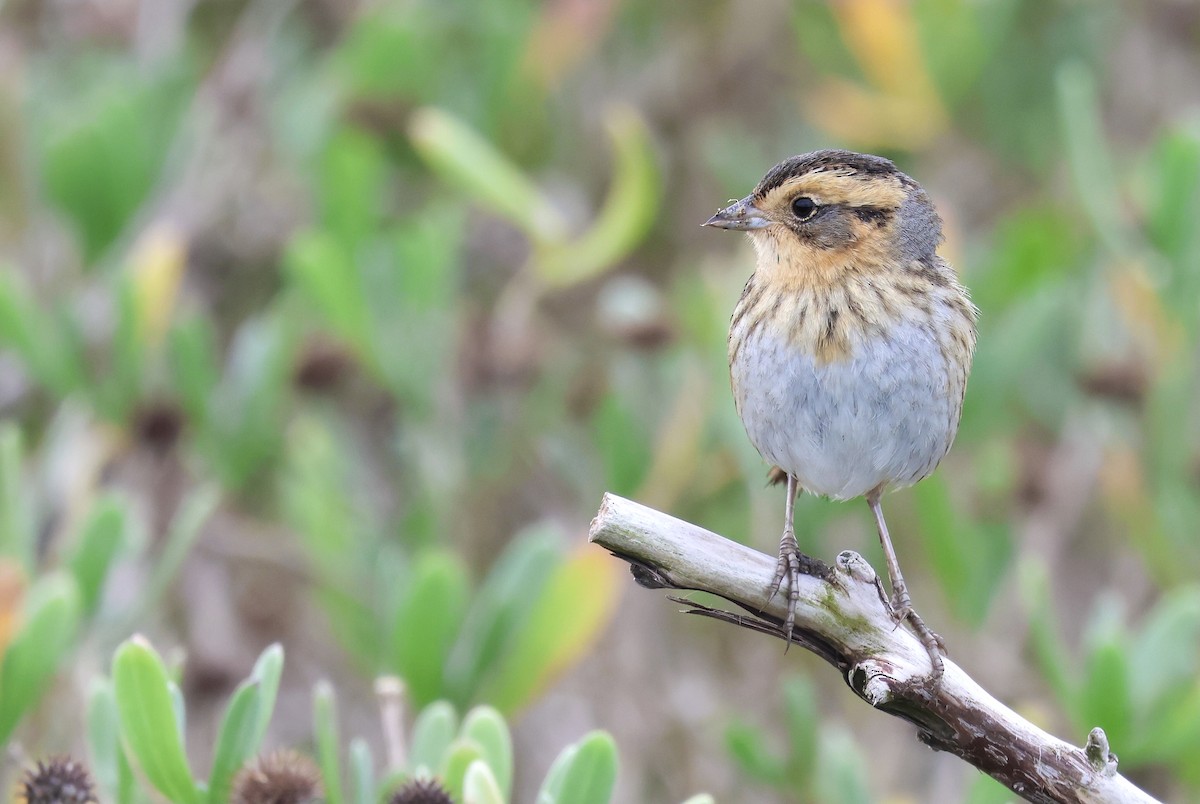 Nelson's Sparrow - ML638343669