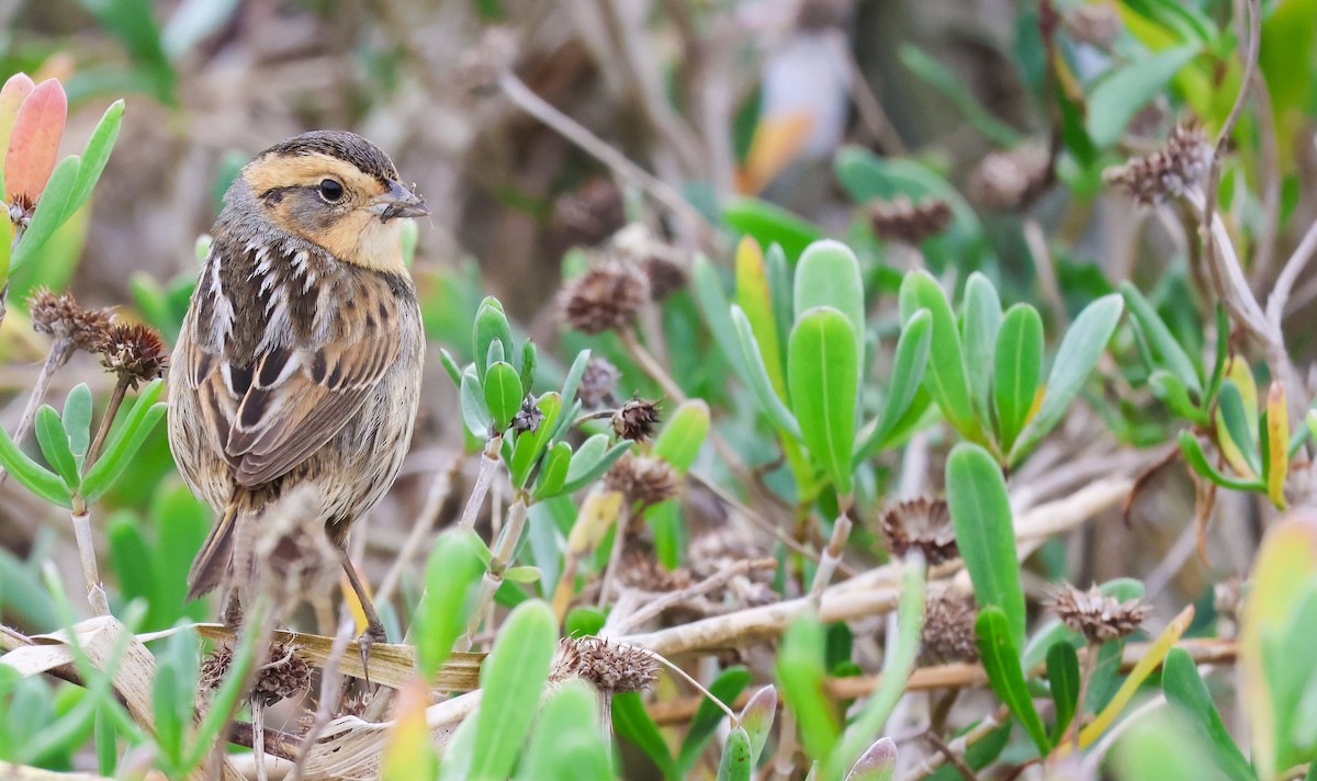 Nelson's Sparrow - ML638343670