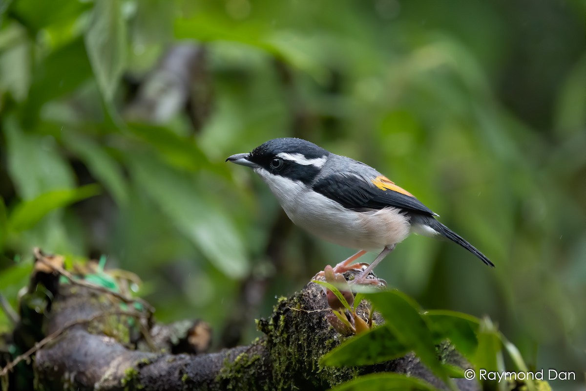 Rostflügel-Würgervireo - ML638343672