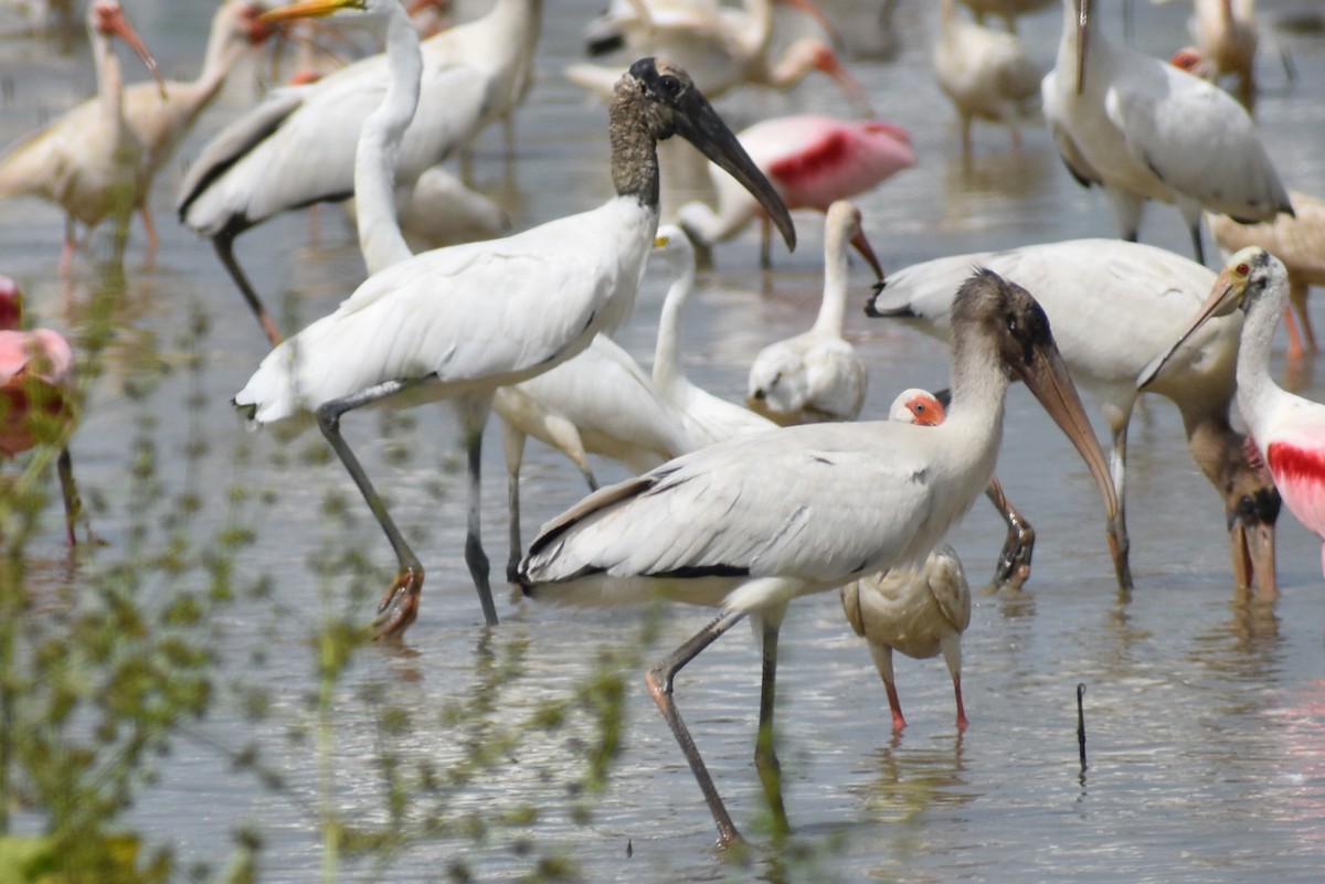 Wood Stork - ML638343673