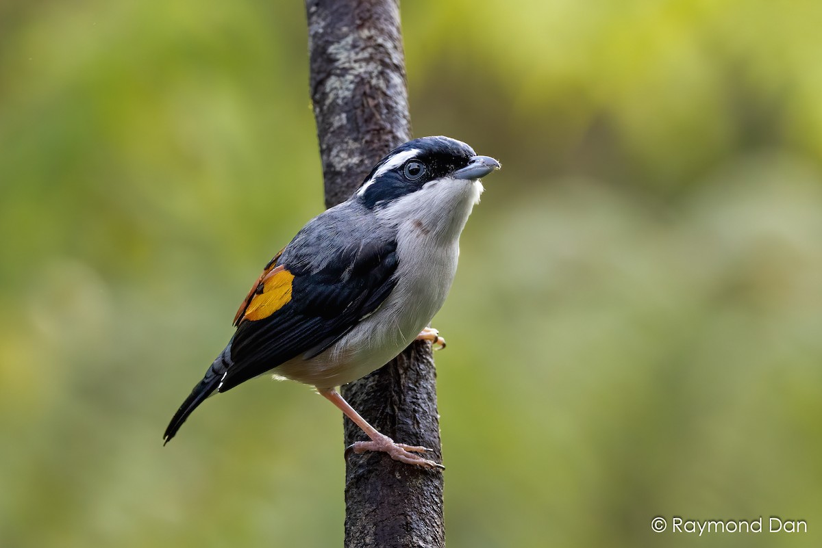 Rostflügel-Würgervireo - ML638343674