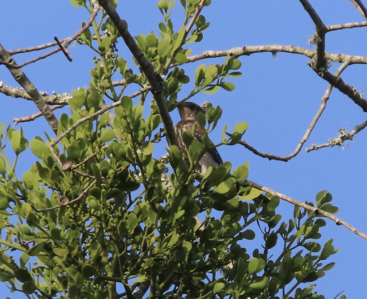 Eastern Bluebird - ML638343680