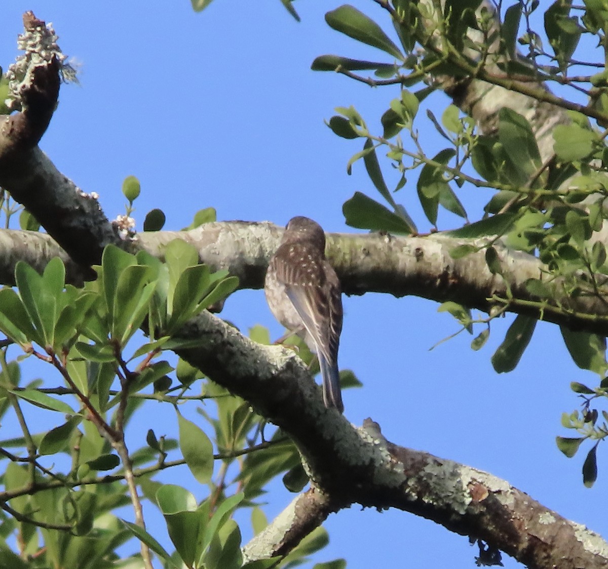 Eastern Bluebird - ML638343681