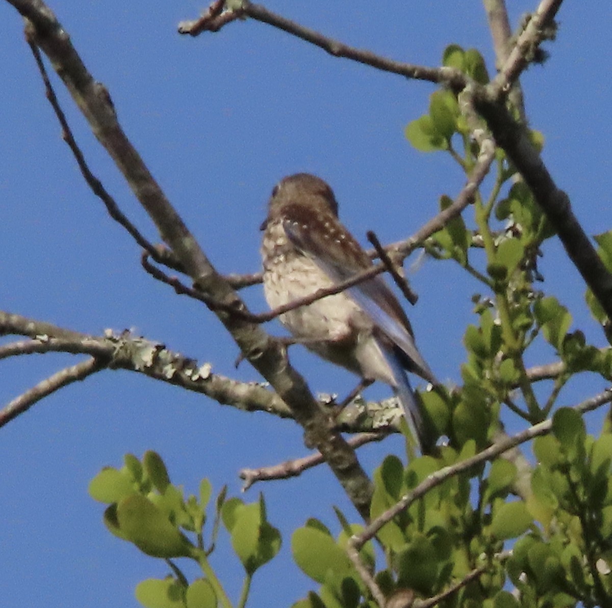 Eastern Bluebird - ML638343682