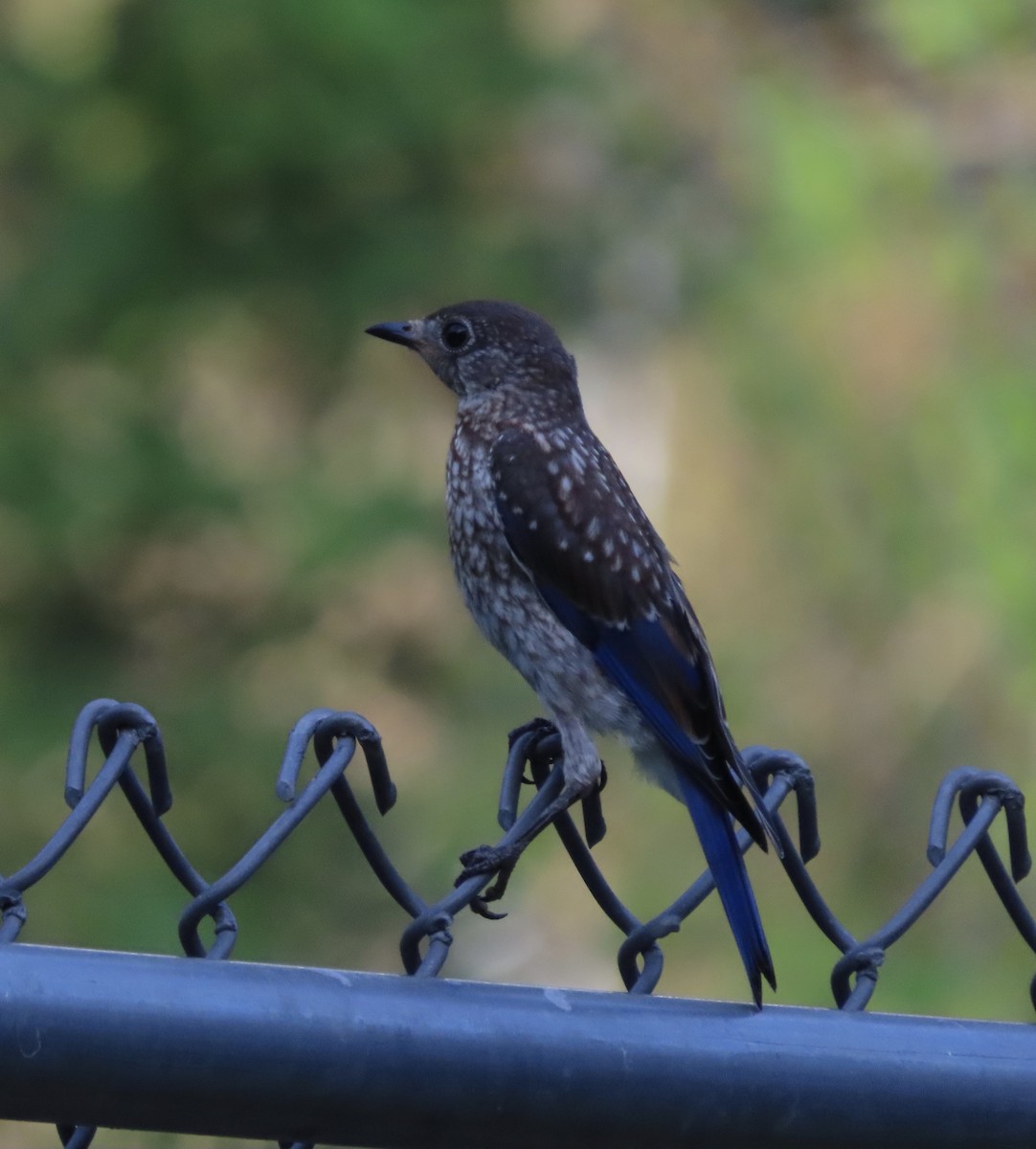 Eastern Bluebird - ML638343684