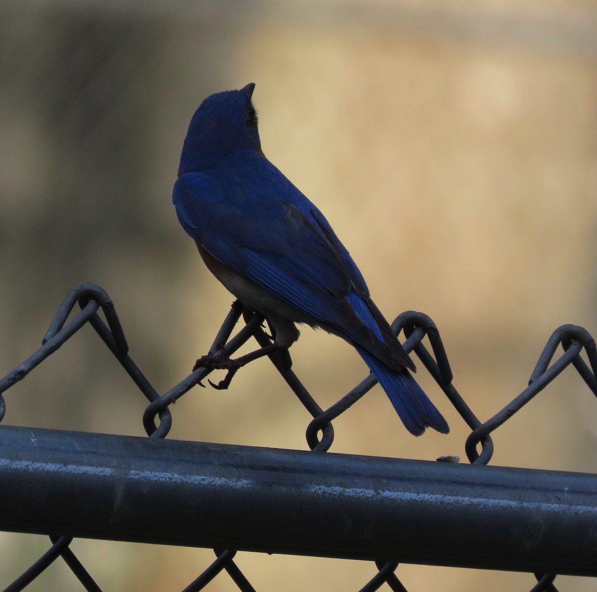 Eastern Bluebird - ML638343685