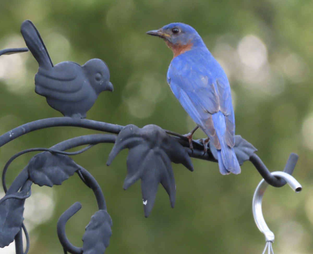Eastern Bluebird - ML638343686