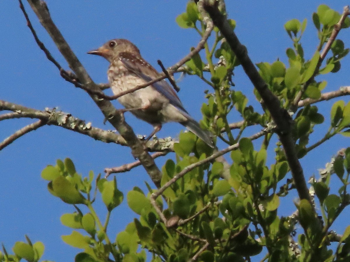 Eastern Bluebird - ML638343688