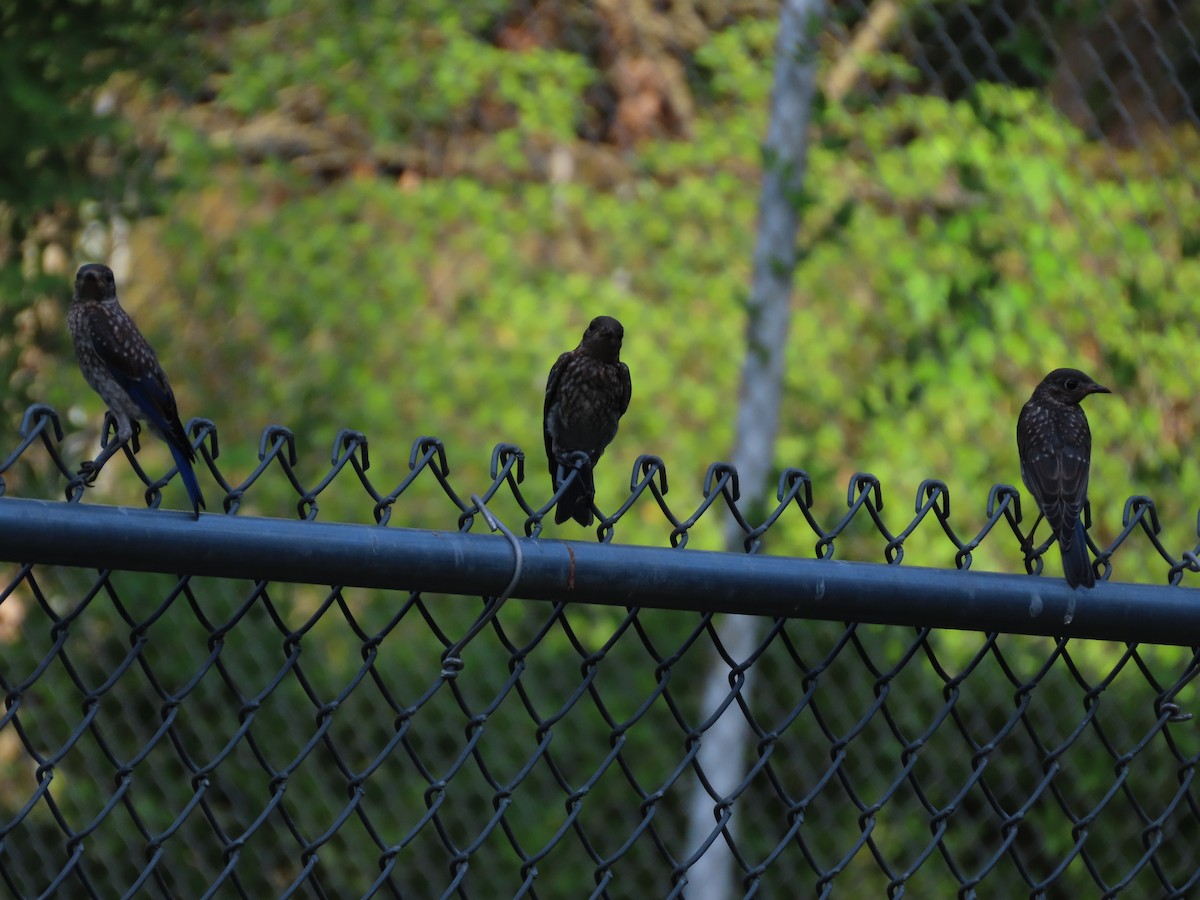 Eastern Bluebird - ML638343689