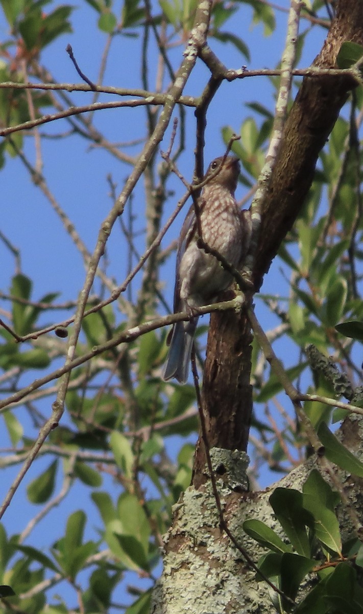 Eastern Bluebird - ML638343691