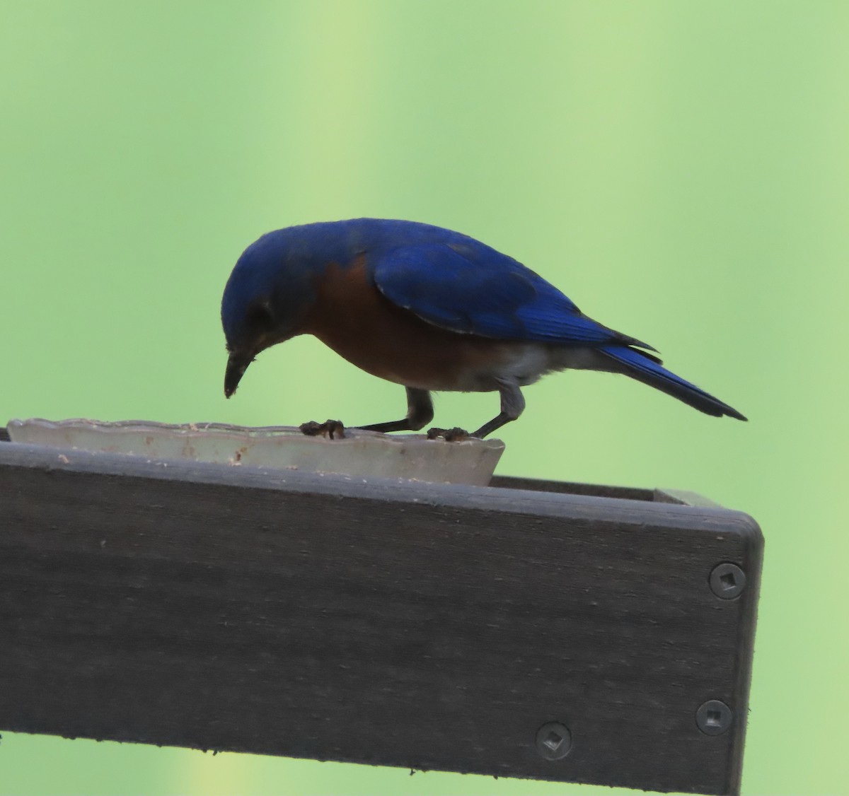 Eastern Bluebird - ML638343693