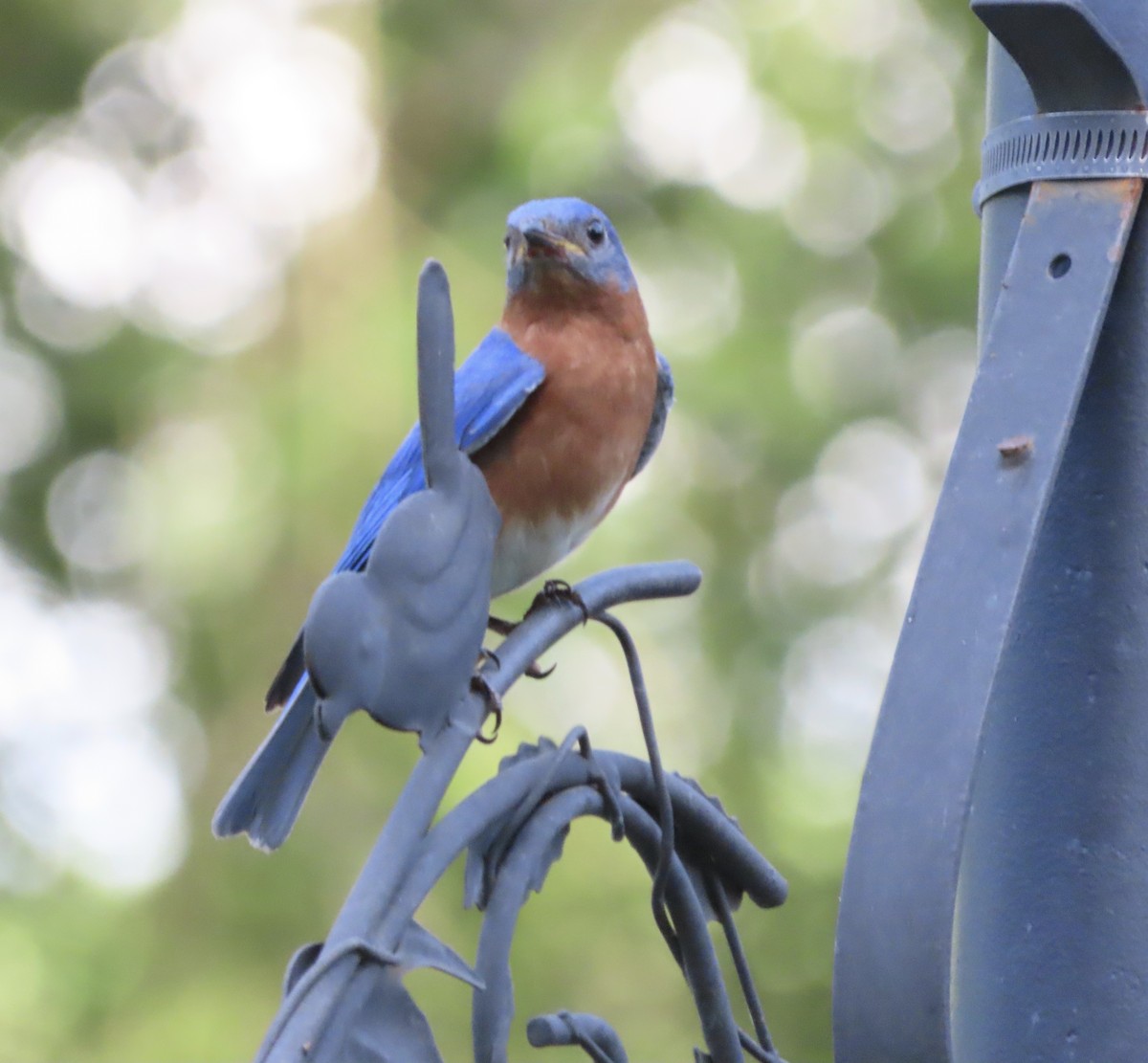 Eastern Bluebird - ML638343695