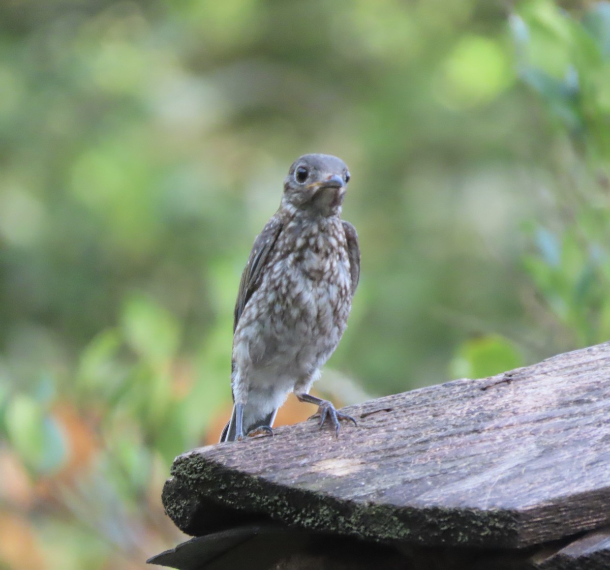 Eastern Bluebird - ML638343696