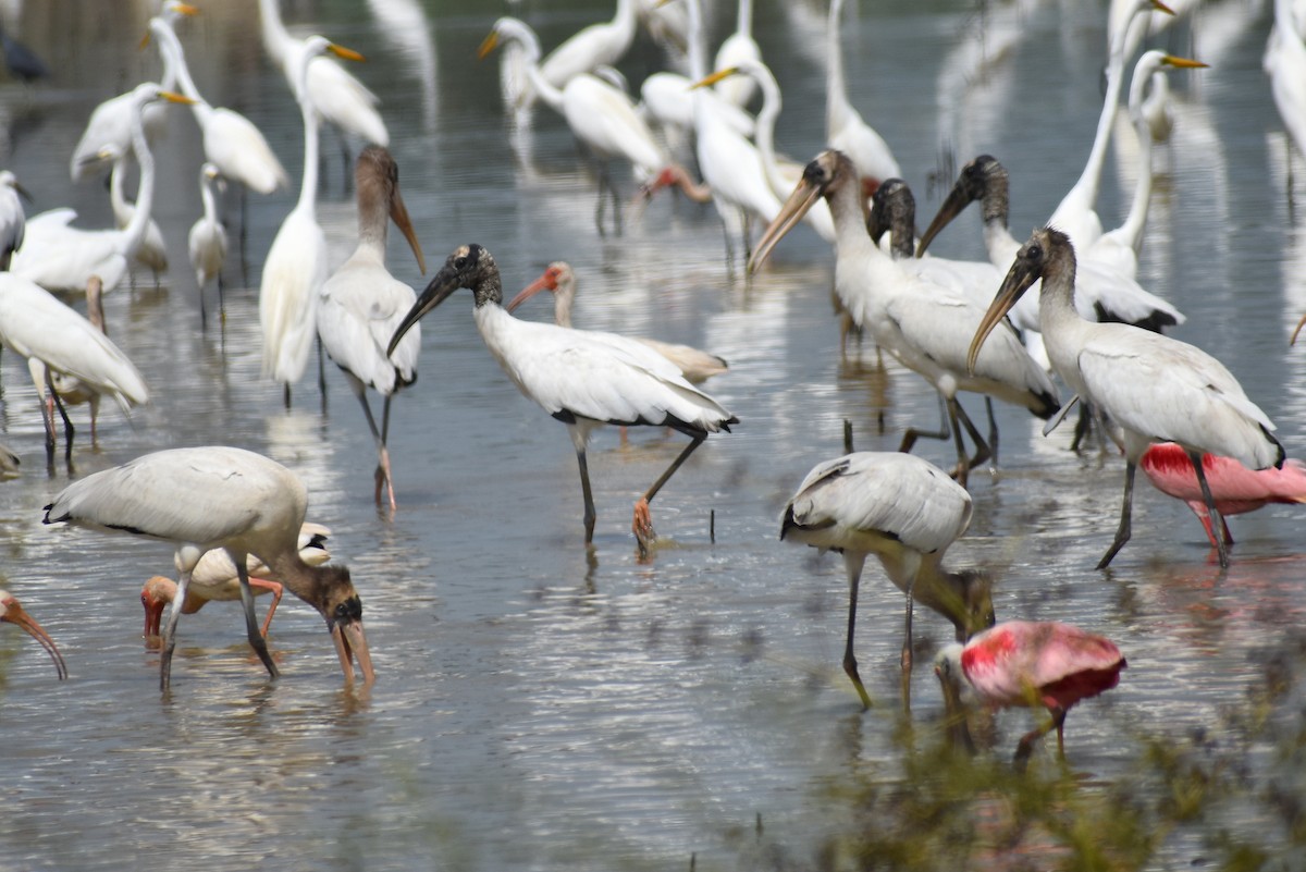 amerikastork - ML638343698