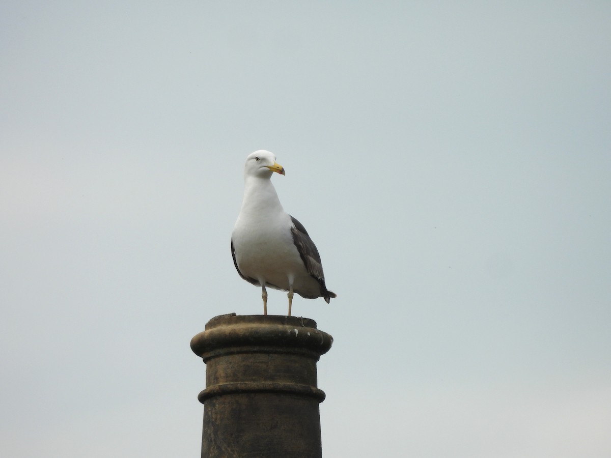 European Herring Gull - ML638343707