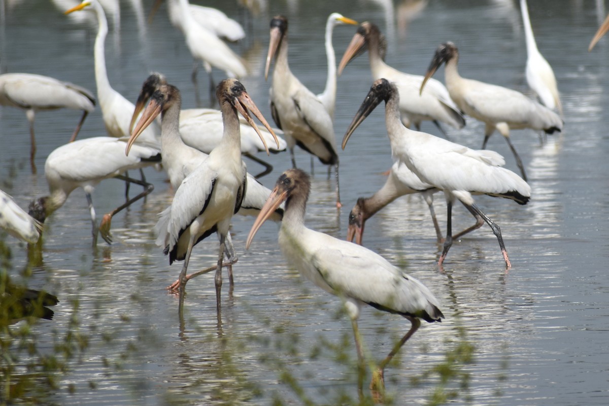 amerikastork - ML638343710