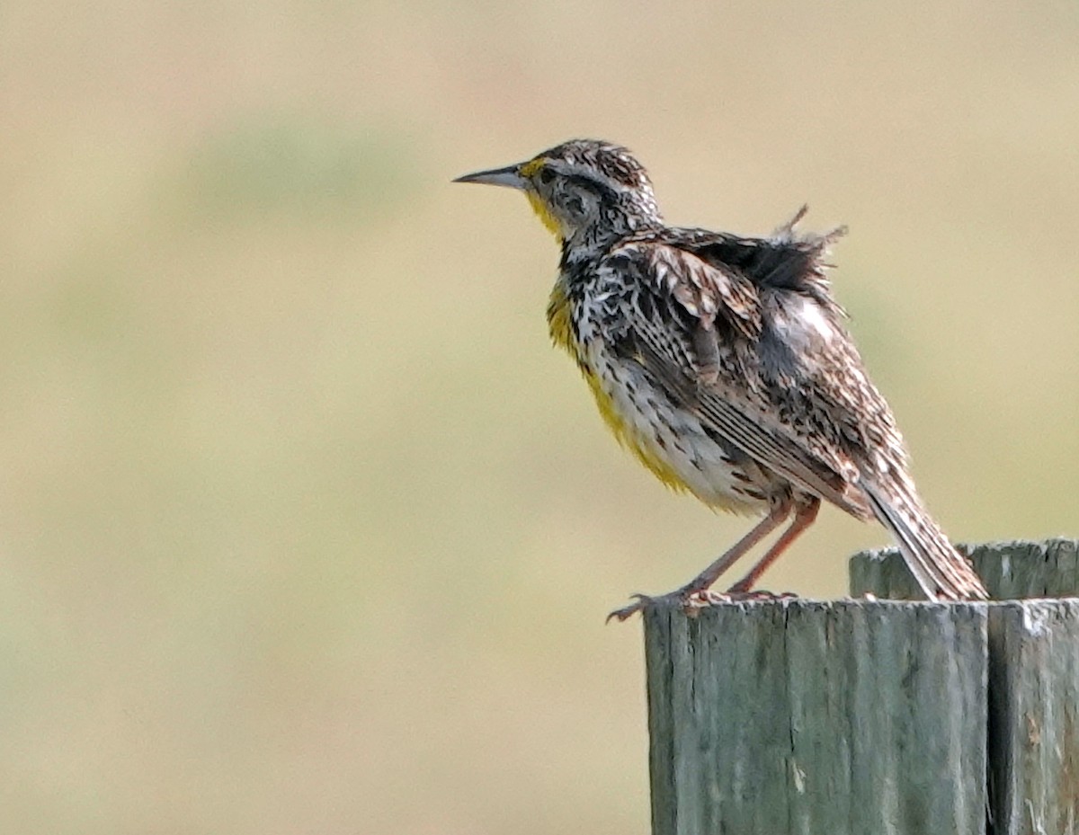 Western Meadowlark - ML638343713