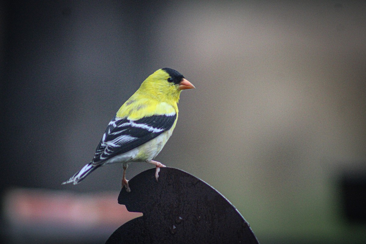 American Goldfinch - ML638343715