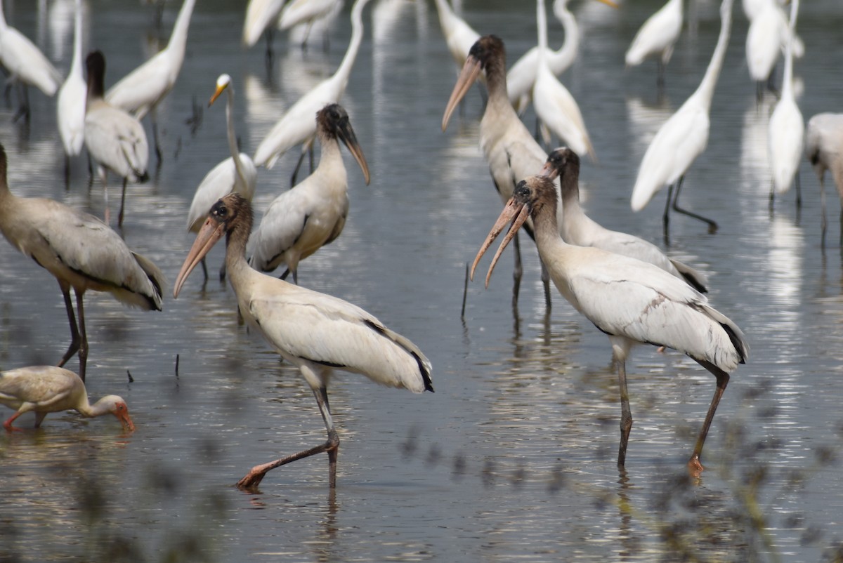 amerikastork - ML638343720