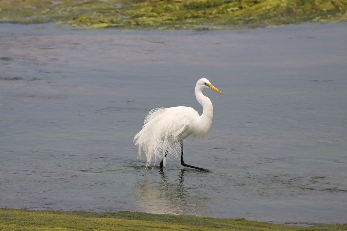 Great Egret - ML638343721
