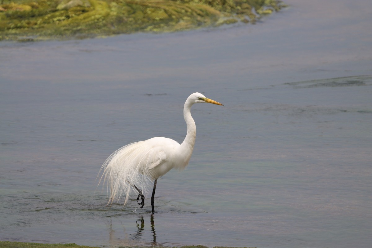 Great Egret - ML638343722