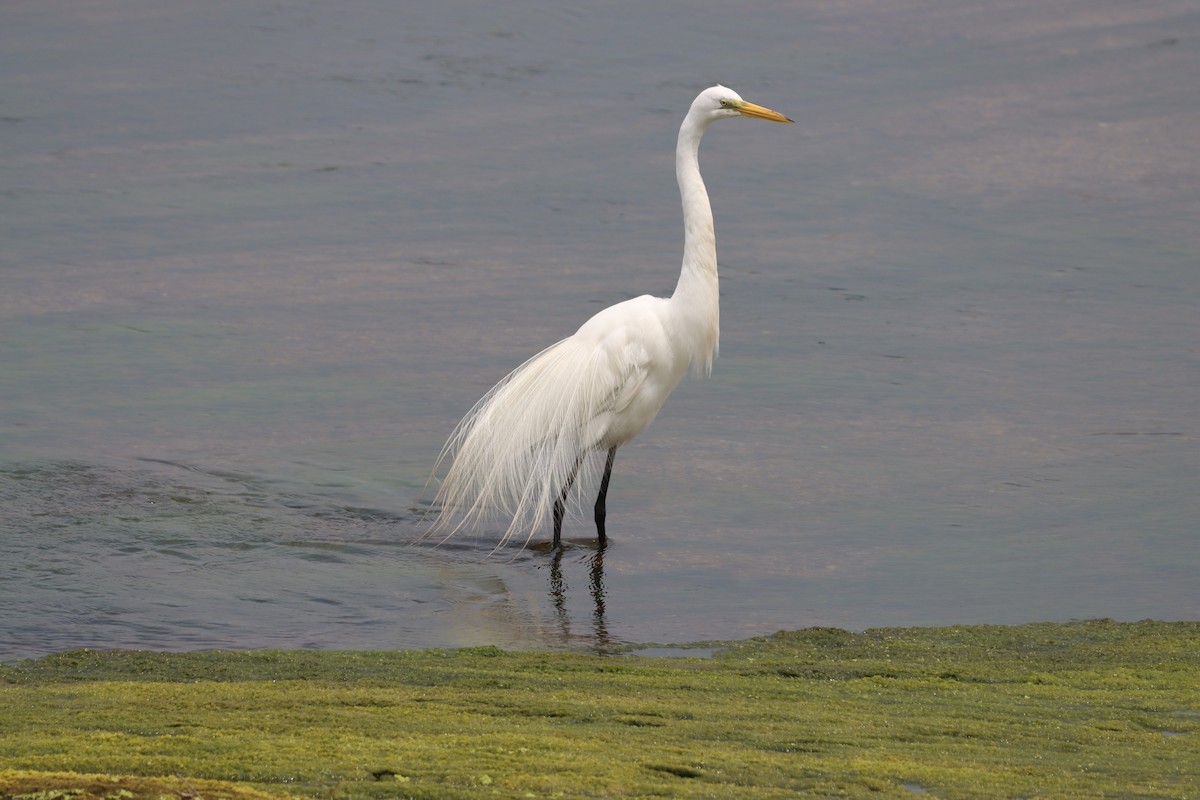 Great Egret - ML638343723