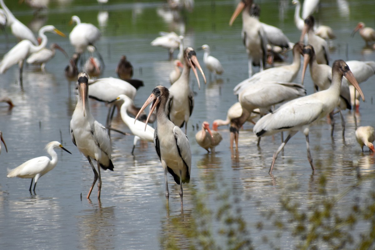 amerikastork - ML638343724