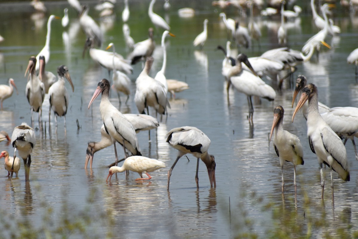 amerikastork - ML638343725