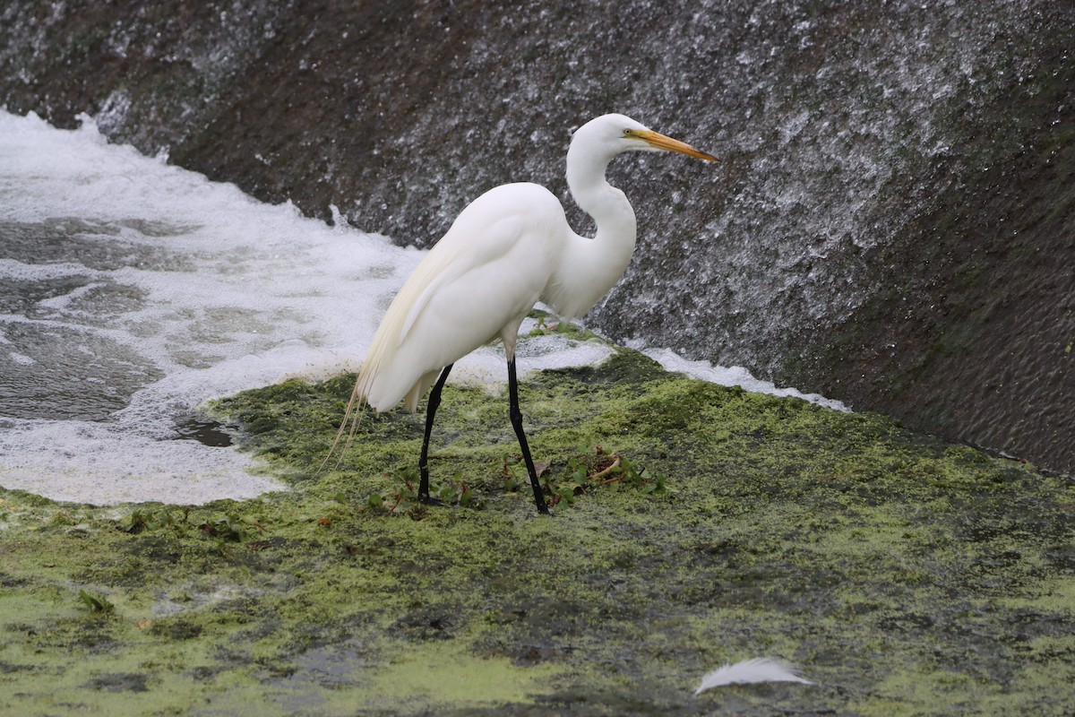 Great Egret - ML638343726